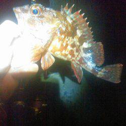 25cmガシラちゃんの巻